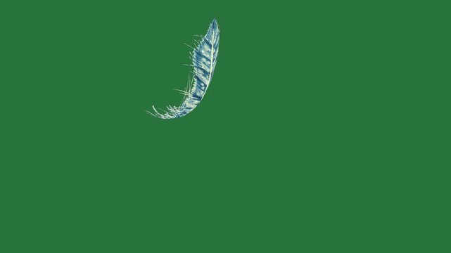 A blue feather on green background and bird flying in the sky kite screen with of green screen design frame