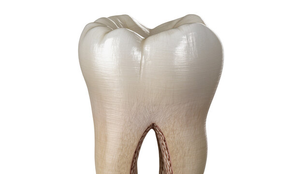 Isolated realistic human molar tooth detailed anatomy, healthy enamel dentin pulp roots