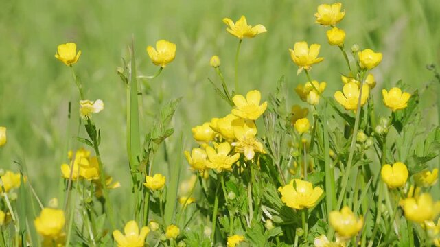 Blooming yellow buttercup field flora botanical plant Ranunculus acris vibrant petals green leaves, Wild meadow summer nature outdoor scenic rural sunlight bright scene, warm summer and natural beauty