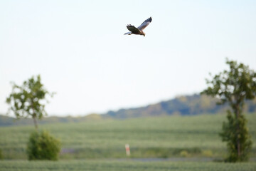 Fototapeta premium Marsh Harrier Hunting over a Green Grain Field by the Road