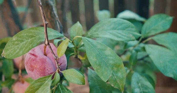 Ripe purple plum hanging on a tree branch
