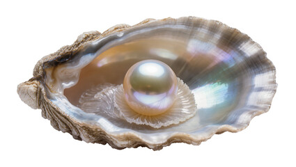 Isolated precious iridescent pearl resting gracefully inside beautiful mother of pearl oyster © ROCKETX
