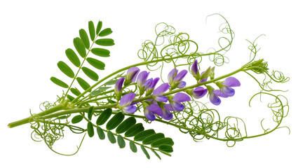 Obraz premium Isolated common vetch plant with delicate purple flowers, green leaves, and curly tendrils