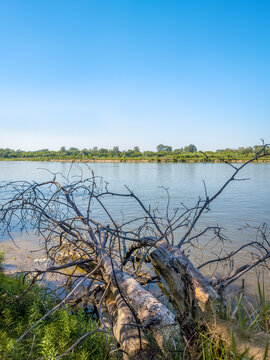 A dramatic fallen tree trunk and dry branches lie on the grassy bank of the Vistula River, representing ecological cycles, natural decay, and wild river landscapes.