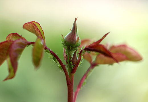  many insect pests green aphids crawling on rose leaves in summer garden