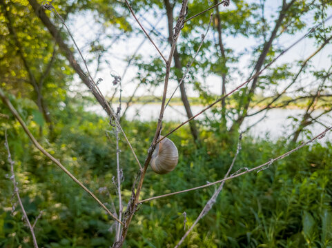 A detailed close-up of a Roman snail clinging to a dry plant stem in a lush riparian forest along the Vistula River.