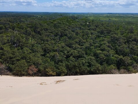 View from the Dune of Pilat towards the interior, showing the largest contiguous pine forest in Europe