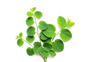 Fototapeta premium Vibrant green sprigs with rounded and heart-shaped foliage displayed in a clean, minimalist composition against a stark white background, set, natural, botanical