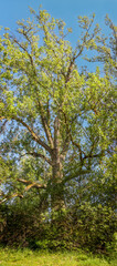Fototapeta premium A vertical panorama of a tall, historic black poplar tree with lush green foliage standing proudly against a clear blue sky.