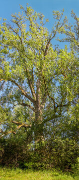 A vertical panorama of a tall, historic black poplar tree with lush green foliage standing proudly against a clear blue sky.