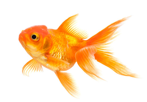 Gold Fish on White Background