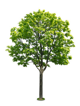 Tree on white background