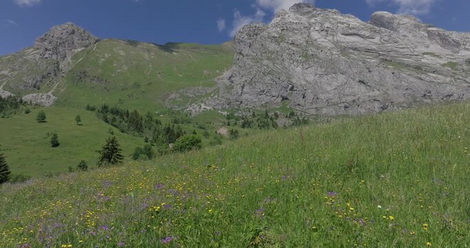 alpage en fleur