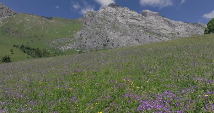 alpage en fleur