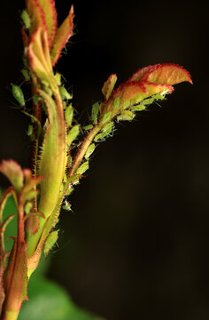 close-up with many insect pests green aphids crawling on the buds and leaves of a rose bush in a summer garden