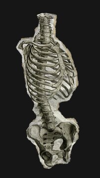 A drag and drop skeleton anatomy themed ephemera that animates into place from torn paper.
