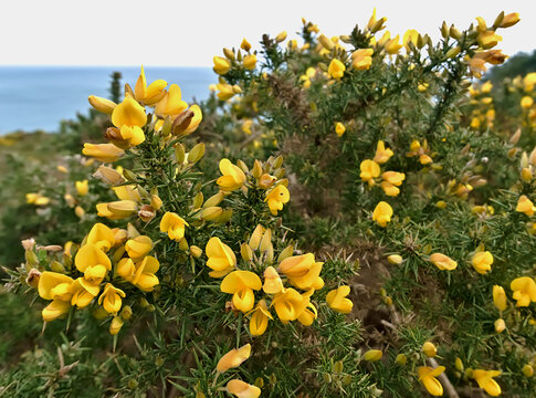 wild broom bush on the seashore in spring