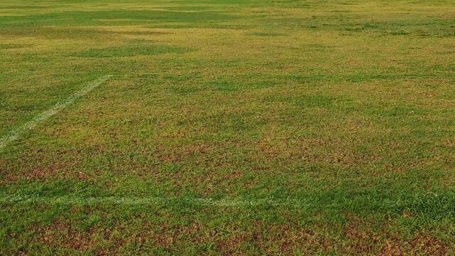 Grass field, goal, football stadium  , sports field..