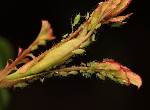 close-up with many insect pests green aphids crawling on rose leaves in summer garden