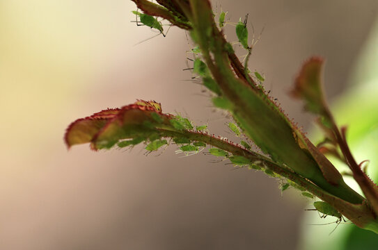 close-up with many insect pests green aphids crawling on the buds and leaves of a rose bush in a summer garden