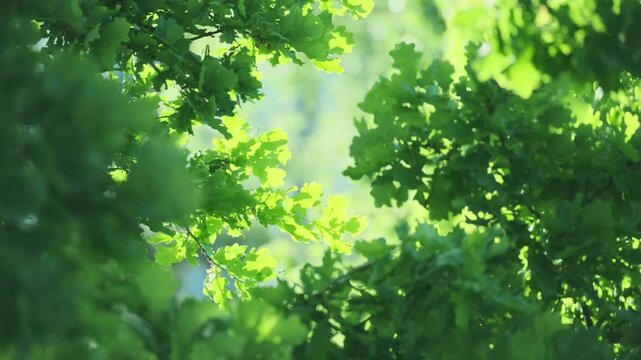 young green European oak foliage swaying, Quercus robur leaves, spring, summer season in park, forest with blurry bokeh, nature protection, concept Severe Weather, Forest background for designer