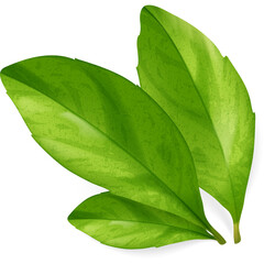 Fresh Mint Leaf © Prozel Creator