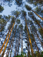 Fototapeta premium Trees against the sky in Lūžių Park in Vilnius, Lithuania