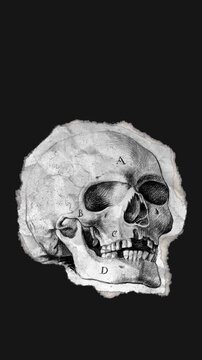 A drag and drop skeleton anatomy themed ephemera that animates into place from torn paper.
