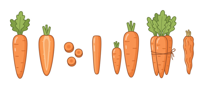 Carrot vector elements set. Cartoon illustration of fresh orange carrots, slices, longitudinal half, peeled carrot, baby carrot, and a bundle tied with string isolated on white background