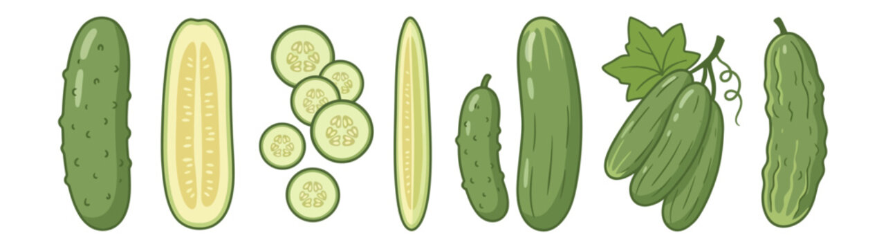 Cucumber vector elements set. Cartoon illustration of whole green cucumbers, halves, round slices, gherkin, pickle, and a bunch with leaf and vine isolated on white background
