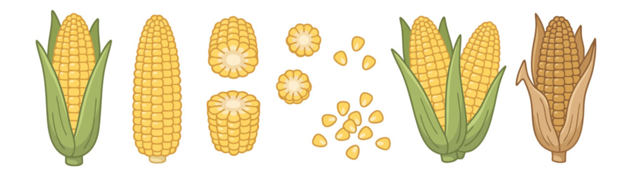 Fresh sweet corn cobs kernels and variety elements vector cartoon illustration isolated on white background