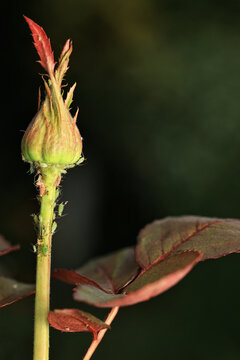 bud of a plant