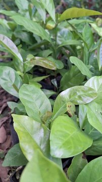 Healthy young liberica coffee saplings coffea liberica growing in black polybags at an outdoor plant nursery facility during bright daylight