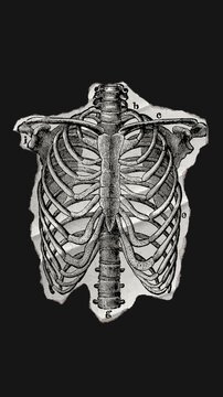 A drag and drop skeleton anatomy themed ephemera that animates into place from torn paper.
