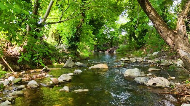 Cinematic forward dolly shot moving through pristine mountain creek with rocks and lush green Mediterranean forest, peaceful nature flow, ancient Stratonikeia Yatagan Mugla Turkey