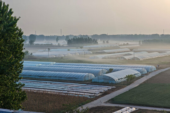 Agricultural landscape featuring multiple greenhouses covered in plastic, surrounded by misty fields and trees under a soft morning light in a rural setting