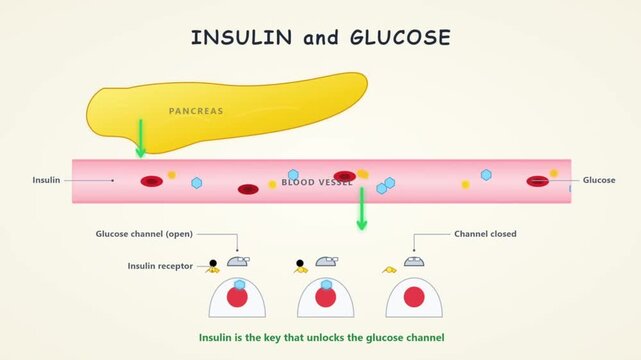 Insulin and glucose interaction diagram showing pancreatic hormone function unlocking cell channels in clinical educational 2D animation