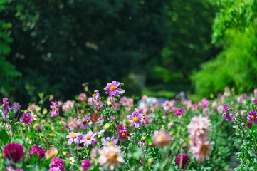 Obraz premium Beautiful landscape of a vibrant dahlia flower field blooming in early summer with lush green forest background