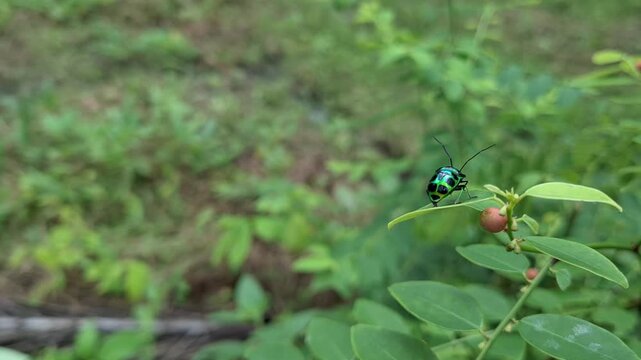 Metallic jewel bug chrysocoris stollii perched on wild sauropus androgynus leaf at a forest meadow