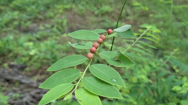 Small red wild sauropus androgynus fruits growing linearly on fresh green leaves branch at a forest