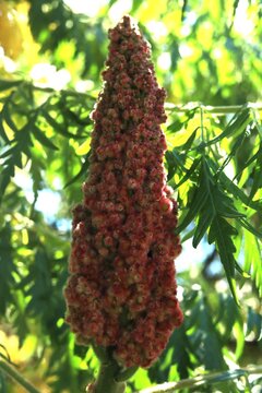 Rhus typhina