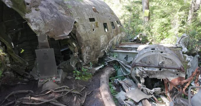 Bomber airplane wreck lying in a lush green mossy temperate forest