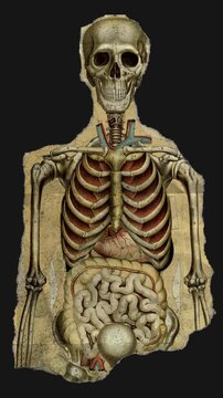 A drag and drop skeleton anatomy themed ephemera that animates into place from torn paper.

