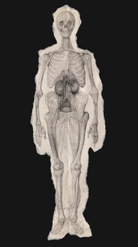 A drag and drop skeleton anatomy themed ephemera that animates into place from torn paper.
