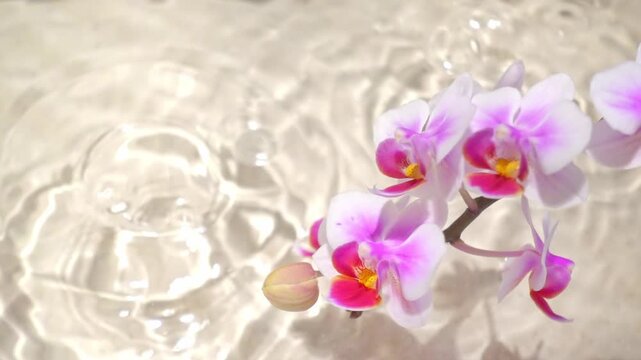 orchid with hard shadow over sand background, sun lights on water surface, beautiful abstract spa background concept banner for cosmetic body care product, copy space
