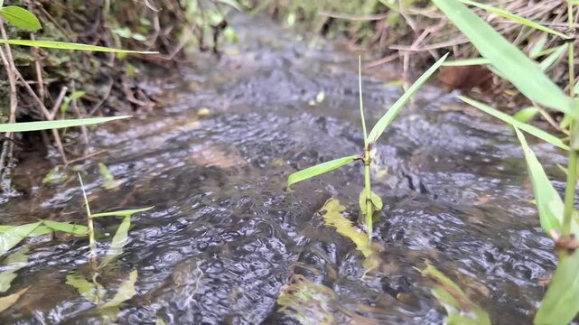Fresh water flowing down a small rural stream with green grass blades growing out of the ripple surface