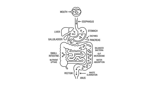 Anatomy of the human digestive system.