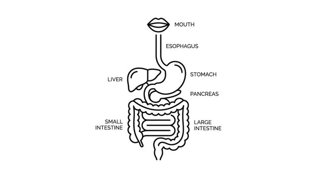 Human digestive system anatomy diagram.