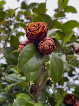 Well preserved withered flower remaining on a tree after rain, with caramel brown petals, glossy green leaves and a distinctive rose-like shape.