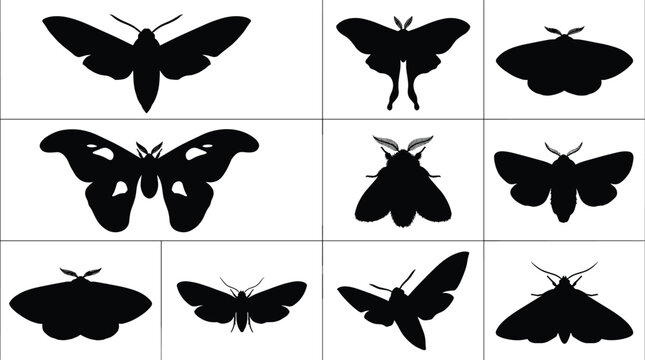 Moth and night butterfly species black silhouette icon set featuring luna moth hawk moth silk moth and atlas moth shapes